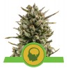 AMNESIA HAZE AUTOMATIC ·  Royal Queen Seeds · kenevir tohum · Disi · AutoFem