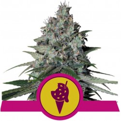COOKIES GELATO · Royal Queen Seeds · graines de cannabis · Fem