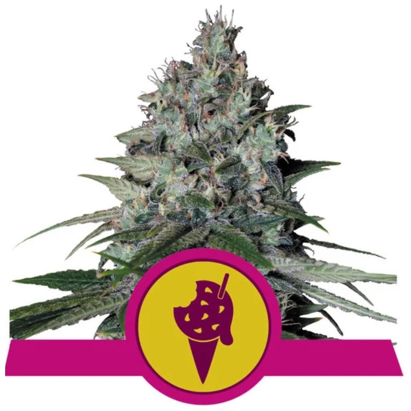 COOKIES GELATO · Royal Queen Seeds · graines de cannabis · Fem