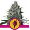 COOKIES GELATO · Royal Queen Seeds · cannabis samen · Fem
