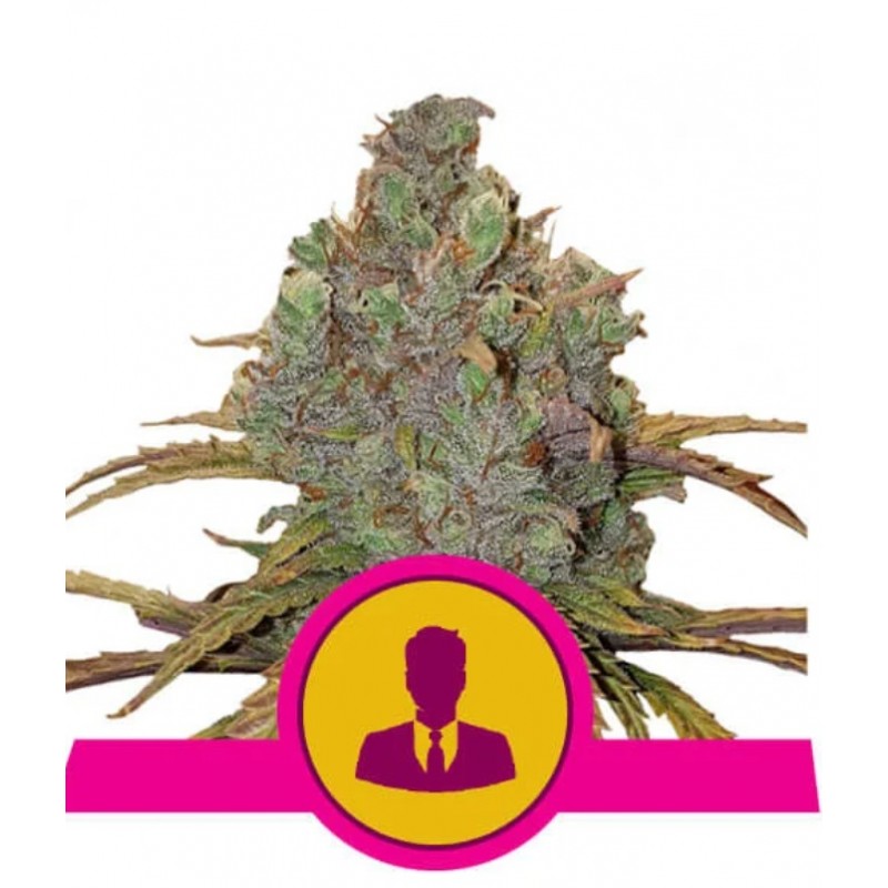 EL PATRON · Royal Queen Seeds · graines de cannabis · Fem