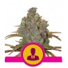 EL PATRON · Royal Queen Seeds · graines de cannabis · Fem