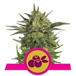 HAZE BERRY · Royal Queen Seeds · cannabis samen · Fem