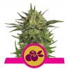 HAZE BERRY · Royal Queen Seeds · cannabis seeds · Fem