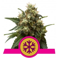 ICE · Royal Queen Seeds · graines de cannabis · Fem