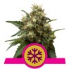 ICE · Royal Queen Seeds · graines de cannabis · Fem