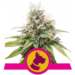 KALI DOG · Royal Queen Seeds · kaufen cannabis samen · Fem