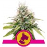 KALI DOG · Royal Queen Seeds · kenevir tohum · Disi · Fem