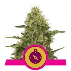 NORTHERN LIGHT · Royal Queen Seeds · graines de cannabis · Fem