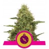 NORTHERN LIGHT · Royal Queen Seeds · cannabis samen · Fem