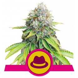 O.G. KUSH · Royal Queen Seeds · sementes de maconha · Fem