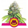 O.G. KUSH · Royal Queen Seeds · graines de cannabis · Fem