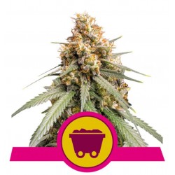 SHINING SILVER HAZE · Royal Queen Seeds · sementes de maconha · Fem