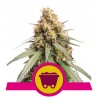 SHINING SILVER HAZE · Royal Queen Seeds · cannabis seeds · Fem