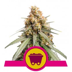SOUR DIESEL · Royal Queen Seeds · cannabis samen · Fem