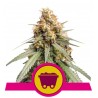 SOUR DIESEL · Royal Queen Seeds · cannabis seeds · Fem