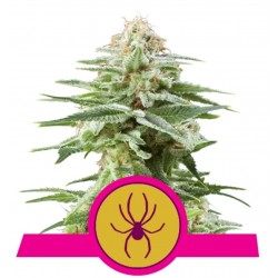 Graines White Widow Féminisées | Royal Queen Seeds | Légendaire
