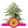 White Widow Feminisierte Samen | Royal Queen Seeds | Legendär