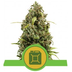 DIESEL AUTO · Royal Queen Seeds · sementes de maconha · AutoFem