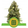 DIESEL AUTO · Royal Queen Seeds · sementes de maconha · AutoFem