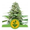 EASY BUD · Royal Queen Seeds · sementes de maconha · AutoFem
