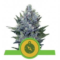 Sementes Northern Light Automatic | Royal Queen Seeds | Dr.Green