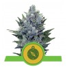 Northern Light Automatic Samen | Royal Queen Seeds | Dr.Green