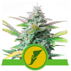 QUICK ONE · Royal Queen Seeds · cannabis seeds · AutoFem