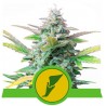 QUICK ONE · Royal Queen Seeds · sementes de maconha · AutoFem