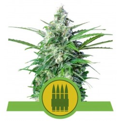 Royal AK Automatic | Graines Autofloraison Royal Queen Seeds