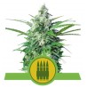 Royal AK Automatic | Graines Autofloraison Royal Queen Seeds
