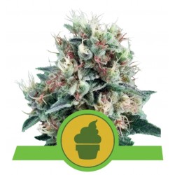 ROYAL CREAMATIC · Royal Queen Seeds · cannabis seeds · AutoFem