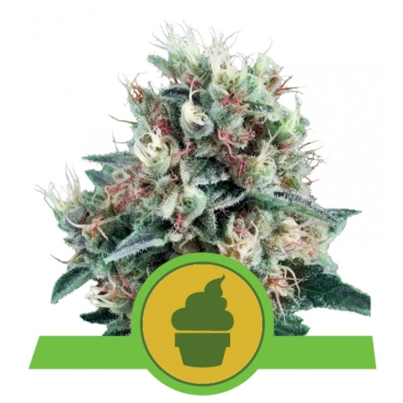 ROYAL CREAMATIC · Royal Queen Seeds · cannabis seeds · AutoFem