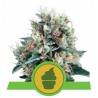 ROYAL CREAMATIC · Royal Queen Seeds · cannabis seeds · AutoFem