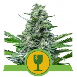 ROYAL CRITICAL AUTOMATIC · Royal Queen Seeds · cannabis samen · AutoFem