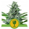ROYAL CRITICAL AUTOMATIC · Royal Queen Seeds · kenevir tohum · Disi · AutoFem