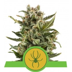 WHITE WIDOW AUTOMATIC · Royal Queen Seeds · kaufen cannabis samen · AutoFem