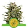 WHITE WIDOW AUTOMATIC · Royal Queen Seeds · kaufen cannabis samen · AutoFem