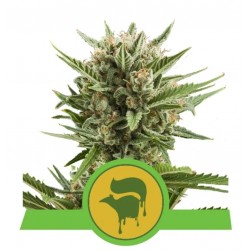 SWEET SKUNK AUTOMATIC · Royal Queen Seeds · sementes de maconha · AutoFem