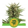 SWEET SKUNK AUTOMATIC · Royal Queen Seeds · sementes de maconha · AutoFem