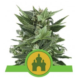 ROYAL KUSH AUTOMATIC · Royal Queen Seeds · cannabis samen · AutoFem