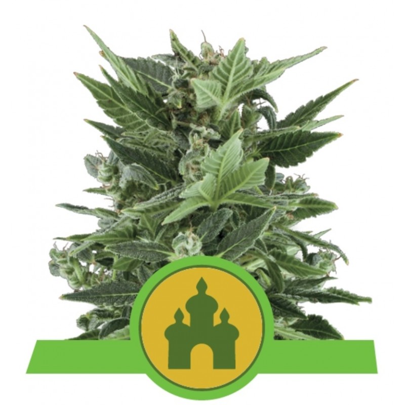 ROYAL KUSH AUTOMATIC · Royal Queen Seeds · kenevir tohum · Disi · AutoFem