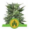 ROYAL KUSH AUTOMATIC · Royal Queen Seeds · cannabis samen · AutoFem