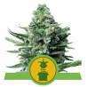 ROYAL JACK  AUTO · Royal Queen Seeds · graines de cannabis · AutoFem