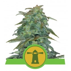 ROYAL HAZE AUTOMATIC · Royal Queen Seeds · graines de cannabis · AutoFem