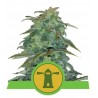 ROYAL HAZE AUTOMATIC · Royal Queen Seeds · graines de cannabis · AutoFem