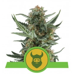 ROYAL DWARF · Royal Queen Seeds · graines de cannabis · AutoFem