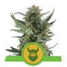 ROYAL DWARF · Royal Queen Seeds · kenevir tohum · Disi · AutoFem