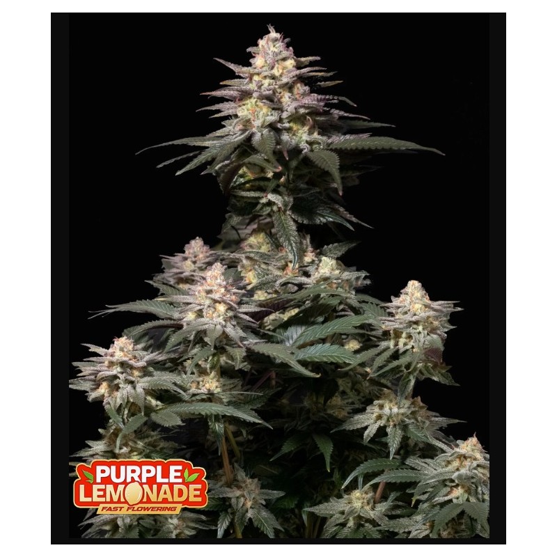 Wedding Cheesecake FF · FastBuds Seeds · kaufen cannabis samen · Fem