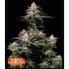 Wedding Cheesecake FF · FastBuds Seeds · graines de cannabis · Fem